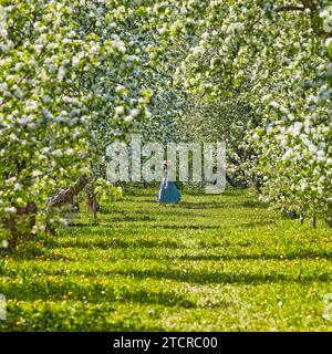 Frau in blauem Kleid geht auf grünem Gras unter blühenden Apfelbäumen auf Kolomenskoje-Anwesen. Moskau, Russland. Stockfoto