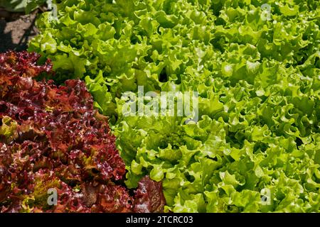 Rote und grüne Sorten von Blattsalaten wachsen im Bio-Kleingarten. Stockfoto