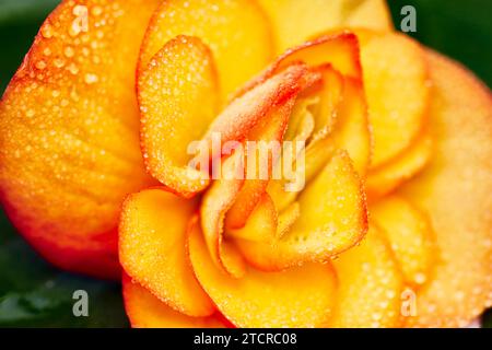 Nahaufnahme einer gelben Begonia-Blume, die mit Morgentau bedeckt ist. Stockfoto