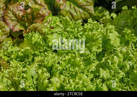 Grüner Blattsalat wächst im Bio-Kleingarten. Stockfoto