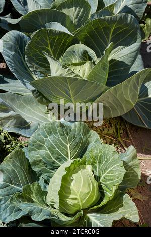 Nahaufnahme von Kohl (Brassica oleracea), der im Kleingarten wächst. Stockfoto