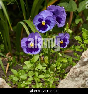 Im Kleingarten wachsen Stiefmütterchen (Viola x wittrockiana). Stockfoto