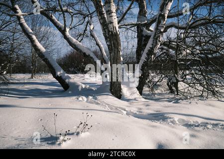 Alte knorrige Birke tief im Schnee im Bitsevski Park (Bitsa Park). Moskau, Russland. Stockfoto