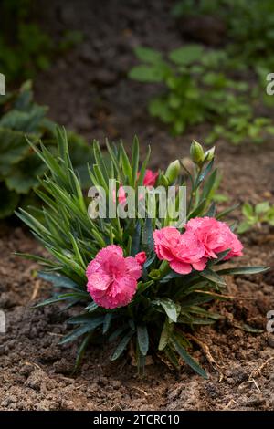 Nelke oder Nelke rosa (Dianthus caryophyllus) mit Tau bedeckt wächst im Kleingarten. Stockfoto