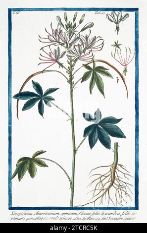 Alte Abbildung der Spinnenblume. Von G. Bonelli über Hortus Romanus, publ. N. Martelli, Rom, 1772–93. Stockfoto