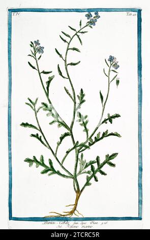 Alte Illustration von Sea Rocket. Von G. Bonelli über Hortus Romanus, publ. N. Martelli, Rom, 1772–93. Stockfoto