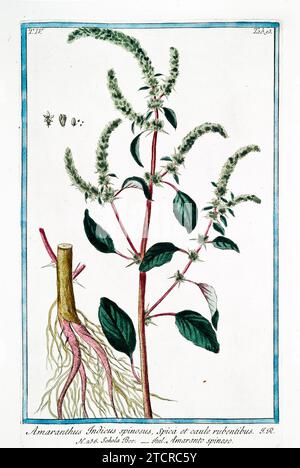 Alte Illustration von Spiny Amaranth. Von G. Bonelli über Hortus Romanus, publ. N. Martelli, Rom, 1772–93. Stockfoto