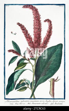 Alte Illustration des mediterranen Amaranth. Von G. Bonelli über Hortus Romanus, publ. N. Martelli, Rom, 1772–93. Stockfoto