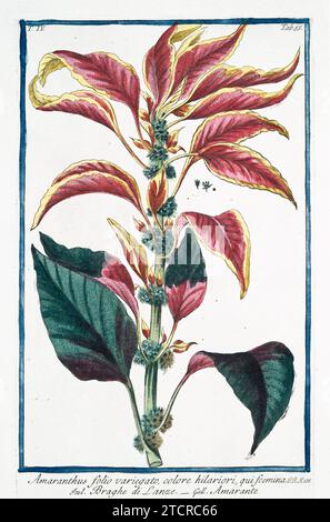 Alte Illustration von essbarem Amaranth. Von G. Bonelli über Hortus Romanus, publ. N. Martelli, Rom, 1772–93. Stockfoto