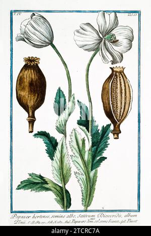 Opium Mohn (Papaver somniferum), handkolorierter botanischer Stich, vertikal, Rom 1772-93, weiße Blüten, Samenkapseln und Kapselquerschnitt. Stockfoto