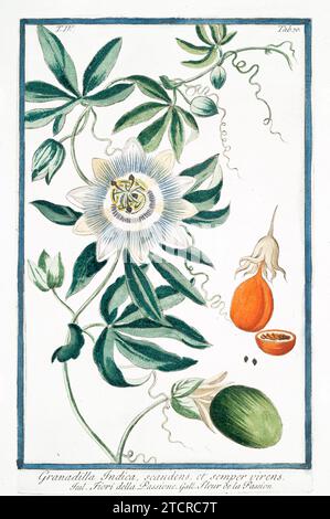 Alte Illustration der Passiflora. Von G. Bonelli über Hortus Romanus, publ. N. Martelli, Rom, 1772–93 Stockfoto