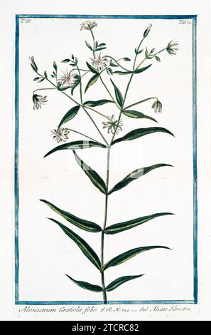 Alte Illustration von Bog Stitchwort. Von G. Bonelli über Hortus Romanus, publ. N. Martelli, Rom, 1772–93 Stockfoto