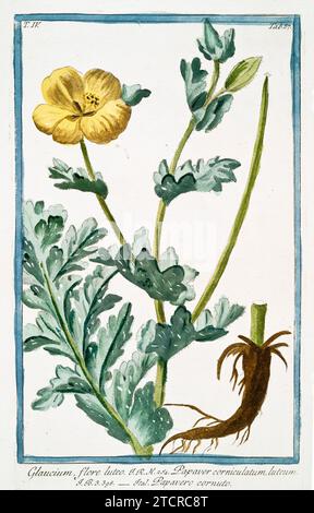 Alte Illustration von Gelbgehörntem Mohn. Von G. Bonelli über Hortus Romanus, publ. N. Martelli, Rom, 1772–93 Stockfoto