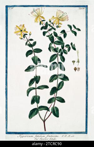 Alte Abbildung von St. Johanniskraut. Von G. Bonelli über Hortus Romanus, publ. N. Martelli, Rom, 1772–93 Stockfoto