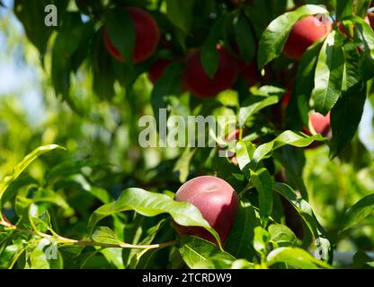 Pfirsiche auf Bäumen Stockfoto