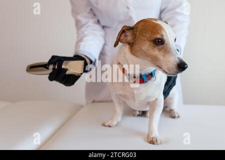 Pflegeverfahren in einer Tierklinik. Ein Mädchen in einem weißen Mantel und schwarzen Handschuhen entfernt und trimmt das alte Fell eines überwachsenen Jack Russell Terriers Stockfoto