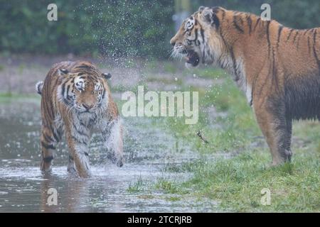 Tiger sind spielerisch Großbritannien SPANNENDE Bilder einer Tigerin, die dramatisch durch das Wasser läuft, beweisen, dass selbst Gefangene Tiere das Auge des Tigers spüren können. Stockfoto