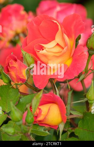 rosa helle und luftige Dicjive, Floribunda, halb doppelt, orange rote Blüten Stockfoto