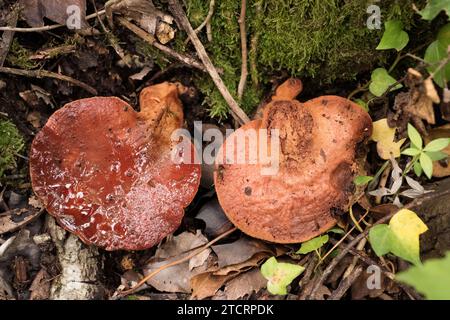 Der Beefsteak-Pilz oder Ochsenzunge (Fistulina hepatica) ist ein essbarer Pilz, der Parasit auf Kastanienstamm wächst. Dieses Foto wurde in Montseny Biosp aufgenommen Stockfoto