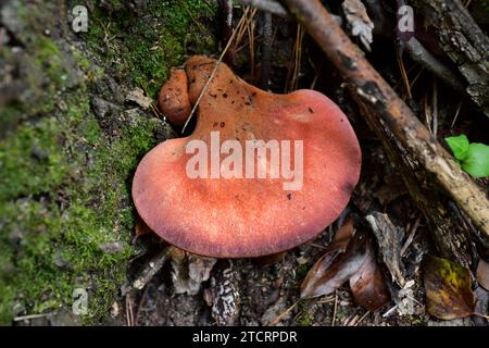 Der Beefsteak-Pilz oder Ochsenzunge (Fistulina hepatica) ist ein essbarer Pilz, der Parasit auf Kastanien anbaut. Dieses Foto wurde in Montseny Biosphere R aufgenommen Stockfoto