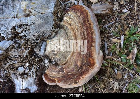 Roter Gürtel Conk (Fomitopsis pinicola) ist ein Pilz Parasit oder Saprophyte von Kiefern Stamm. Dieses Foto wurde in der Nähe von Cantavieja, Teruel Provinz, Aragon, Stockfoto