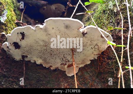 Bracketpilz (Ganoderma australe) ist ein Saprophyten-Pilz, der auf Stämmen wächst. Dieses Foto wurde in Otzarreta, Bizkaia, Euskadi, Spanien aufgenommen. Stockfoto