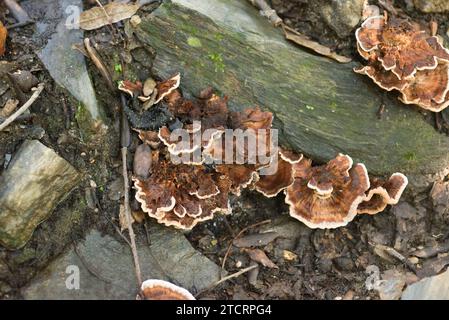 Zoned Zahnpilz (Hydnellum concrescens) ist ein ungenießbarer Pilz, der auf Laubwäldern wächst. Dieses Foto wurde im Biosphärenreservat Montseny aufgenommen, Stockfoto