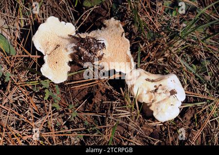 Süßzahn- oder Igelpilz (Hydnum repandum) ist ein essbarer Pilz, der auf Nadelbäumen und Laubwäldern wächst. Dieses Foto wurde in der Nähe von Moia aufgenommen, Stockfoto