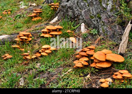 Die Ziegelmütze (Hypholoma lateritium oder Hypholoma sublateritium) ist ein ungenießbarer Pilz (in Japan und den USA genießbar). Dieses Foto wurde in Gaztelugatxe, B, aufgenommen Stockfoto