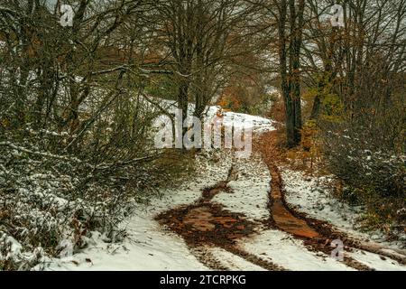 Spuren eines Geländefahrzeugs auf dem Schnee inmitten eines Buchenwaldes mit den rötlichen Blättern des Spätherbst. Abruzzen, Italien, Europa Stockfoto