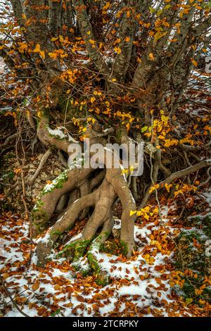 Wurzeln der großen alten Buche mit umgefallenen Blättern nach Schneefall. Farbkontrast der roten Blätter auf weißem Schnee. Abruzzen, Italien, Europa Stockfoto