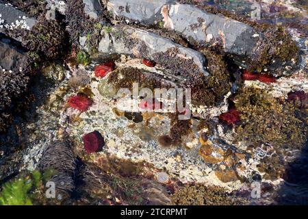 Beadlet Anemone (Actinia equina) rot und mediterrane Schlangenocken Meeranemone (Anemonia sulcata) braun-grün umgeben von Algen. Dieses Foto war ta Stockfoto