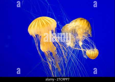 Braune Quallen oder Nesselfische (Chrysaora melanaster). Stockfoto