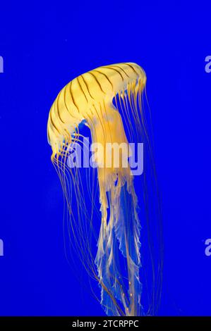 Braune Quallen oder Nesselfische (Chrysaora melanaster). Stockfoto