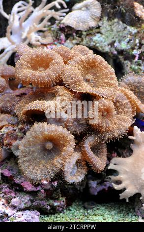 Scheibenanemone oder Pilzanemone (Discosoma sp. Oder Actinodiscus sp.) Sind Weichkorallen, die von Individuen gebildet werden, die in Kolonien wachsen. Stockfoto
