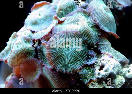 Scheibenanemone oder Pilzanemone (Discosoma sp. Oder Actinodiscus sp.) Sind Weichkorallen, die von Individuen gebildet werden, die in Kolonien wachsen. Stockfoto