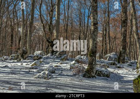 Große Felsbrocken bedeckt mit Schnee in einem Buchenwald, der von ihren Blättern befreit wurde. Abruzzen, Italien, Europa Stockfoto