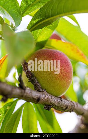 Nahaufnahme an einem Pfirsich, der an einem Baum in einem Obstgarten hängt, umgeben von Blättern Stockfoto