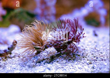 Sabella ist eine Gattung der marinen Würmer, Filterfuttergeräte. Sie leben in Schläuchen aus Schlamm auf der Sandoberfläche. Dieses Foto wurde in Gefangenschaft aufgenommen. Stockfoto