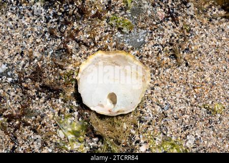Jingle Shell (anomia ephippium) ist eine marine Muscheln. Dieses Foto wurde in Cap Ras, Provinz Girona, Katalonien, Spanien aufgenommen. Stockfoto