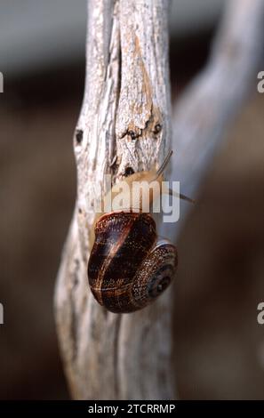 Die spanische Schnecke oder Cabrilla (Otala punctata) ist eine essbare Schnecke, die im westlichen Mittelmeerbecken endemisch ist. Dieses Foto wurde in La Llacuna, Barcelona PR Stockfoto