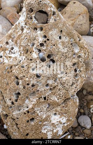 Perforiertes Kalkgestein durch Aktivität des gemeinsamen Piddock (Pholas dactylus). Dieses Foto wurde in Portitxol, Provinz Alicante, Comunidad Valenciana, Stockfoto