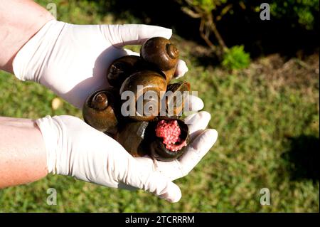 Die Apfelschnecke (Pomacea maculata oder Pomacea insularum) ist eine invasive Süßwasserschnecke aus Südamerika. Dieses Foto wurde in Delta del Ebro aufgenommen, T Stockfoto