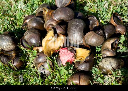 Die Apfelschnecke (Pomacea maculata oder Pomacea insularum) ist eine invasive Süßwasserschnecke aus Südamerika. Dieses Foto wurde in Delta del Ebro aufgenommen, T Stockfoto