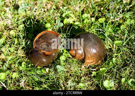 Die Apfelschnecke (Pomacea maculata oder Pomacea insularum) ist eine invasive Süßwasserschnecke aus Südamerika. Dieses Foto wurde in Delta del Ebro aufgenommen, T Stockfoto