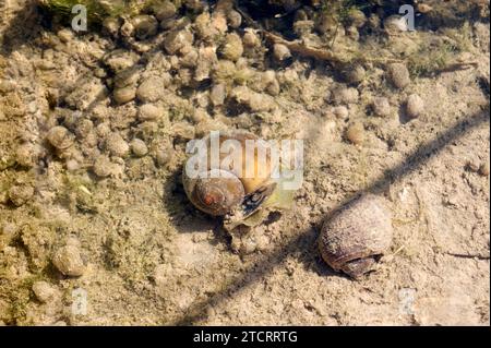 Die Apfelschnecke (Pomacea maculata oder Pomacea insularum) ist eine invasive Süßwasserschnecke aus Südamerika. Dieses Foto wurde in einem Reisfeld von D aufgenommen Stockfoto