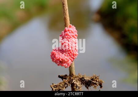 Die Apfelschnecke (Pomacea maculata oder Pomacea insularum) ist eine invasive Süßwasserschnecke aus Südamerika. Eier auf einem Reisstiel. Dieses Foto wurde aufgenommen Stockfoto