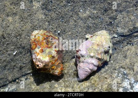 Rotmurmeln-Felsenmuschel (Stramonita haemastoma) ist eine fleischfressende Meeresschnecke. Dieses Foto wurde in Cap Ras, Provinz Girona, Katalonien, Spanien aufgenommen. Stockfoto