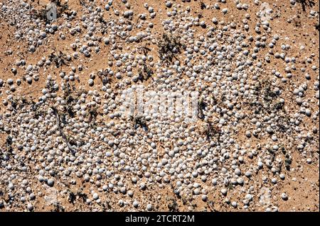 Tausende von Schneckenschalen auf La Graciosa Island, Kanarischen Inseln, Spanien Stockfoto