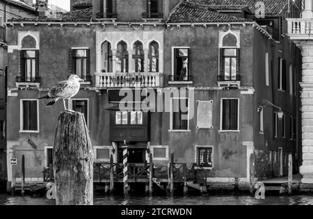 Eine Möwe auf einem Holzpfosten kontrolliert den Verkehr auf dem Canal Grande mit dem Hotel San Cassiano Ca 'Favretto im Hintergrund, Venedig, Italien Stockfoto